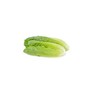 לבבות חסה איכותית