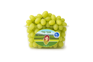 ענבים ירוקים טלי